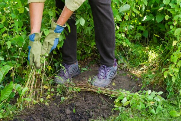 Weeding & Garden Maintenance