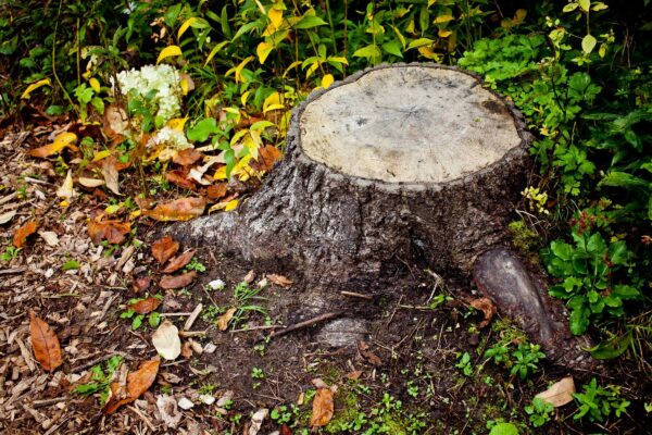 Small Stump Removal