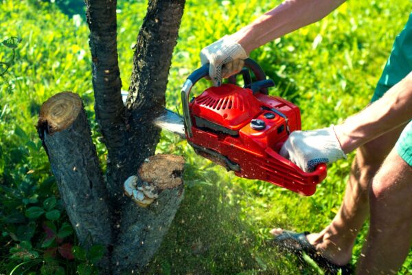 Small Tree Removal